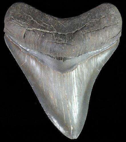 Nice, Serrated, Fossil Megalodon Tooth #70511